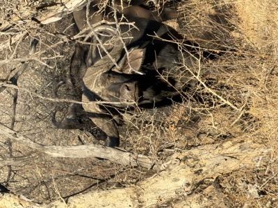 Witgat Game Farm buffalo