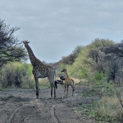 Witgat Game Farm giraffe