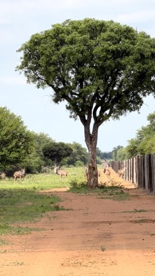 Witgat Game Farm kudu